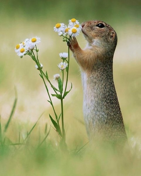 Крапчатый суслик питается