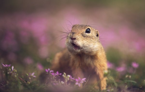 Милые суслики