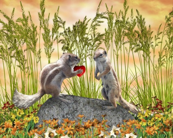 Милый суслик