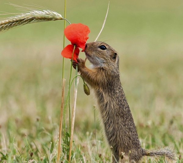 Полевые зверьки