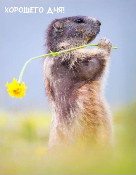 Суслик нюхает цветок