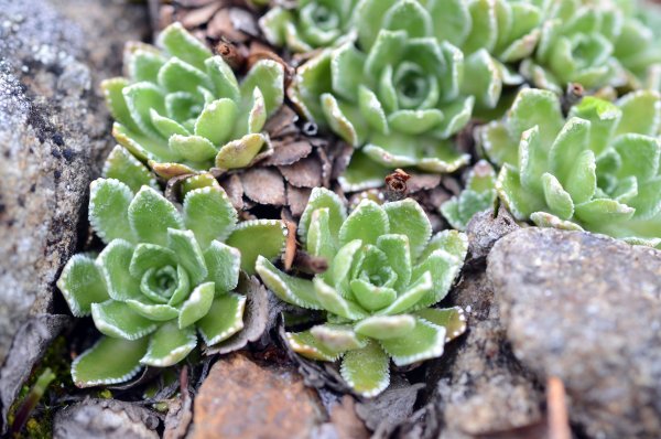 Камнеломка Котиледон