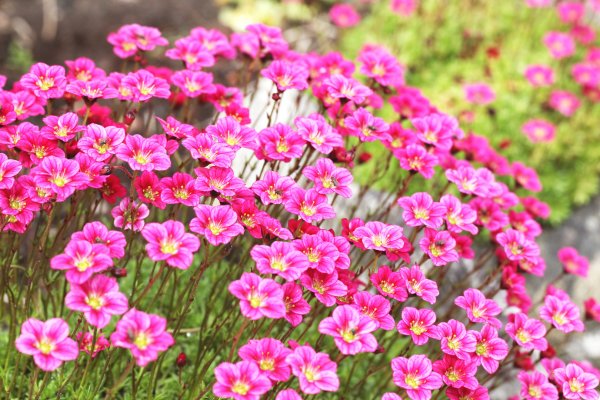 Камнеломка Арендса