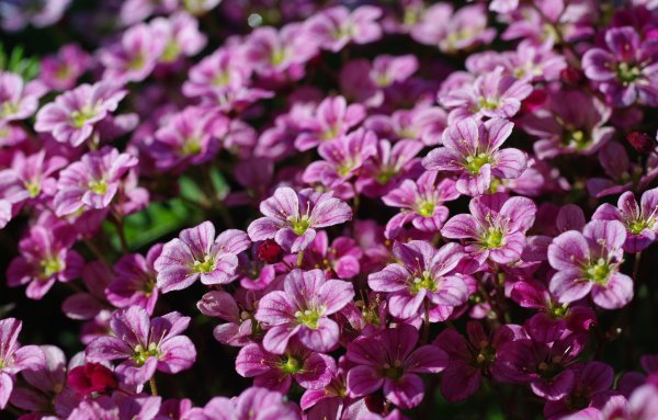 Камнеломка Арендса