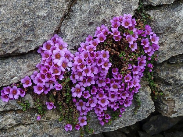 Камнеломка dentata