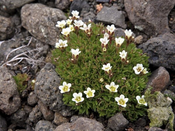 Камнеломка dentata