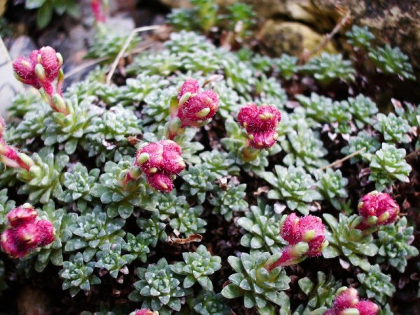 Камнеломка ампельная