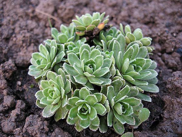 Камнеломка метельчатая