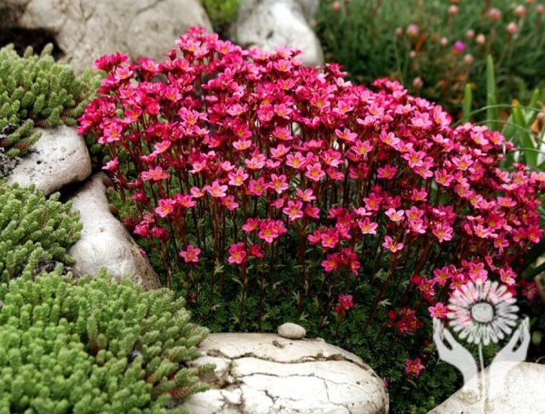 Камнеломка Арендса