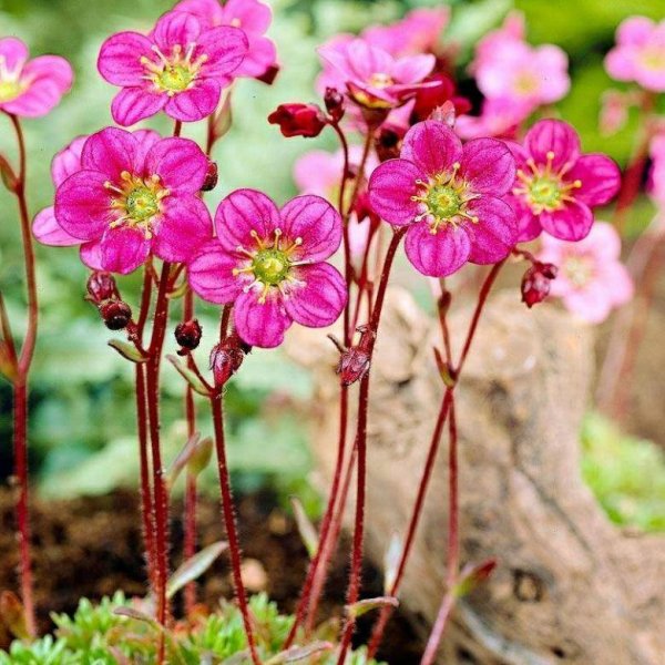 Камнеломка Пурпуртеппич