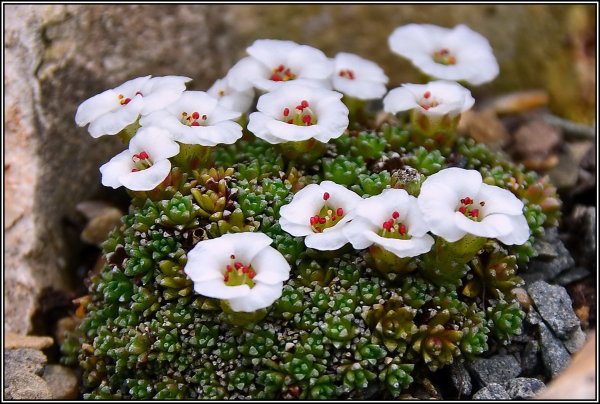 Камнеломка (Saxifraga)