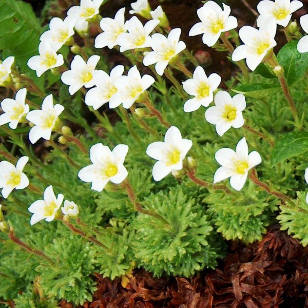 Камнеломка Schneeteppich