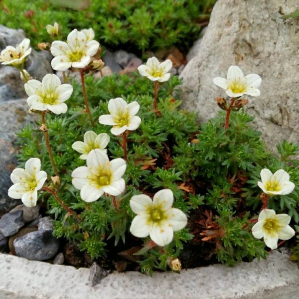 Камнеломка саксифрага