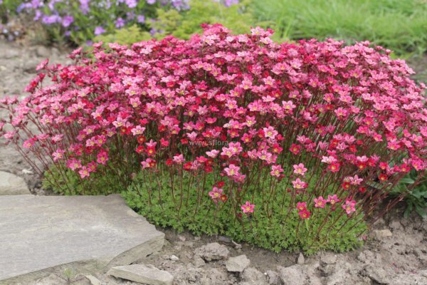 Камнеломка Пурпуртеппич