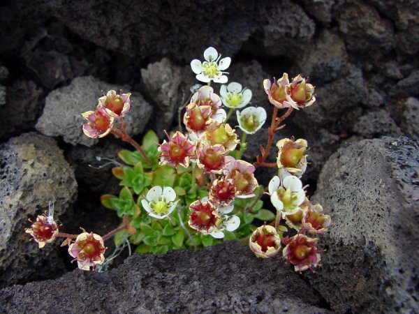 Камнеломка Самоцветы