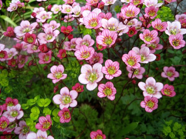 Камнеломка Арендса