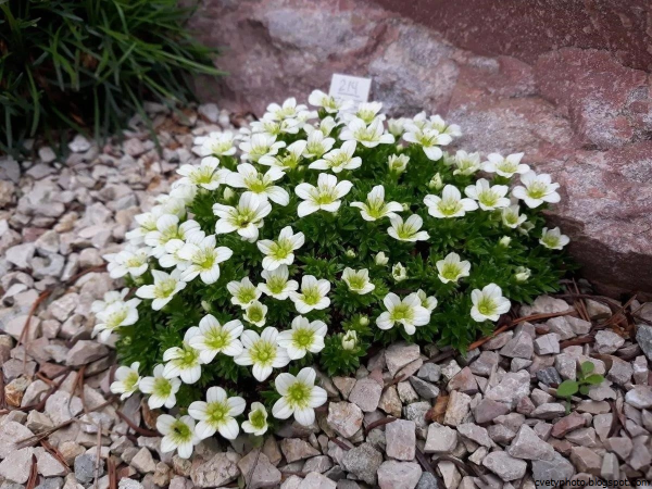 Камнеломка Schneeteppich