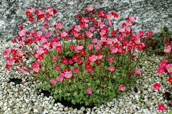 Камнеломка Арендса