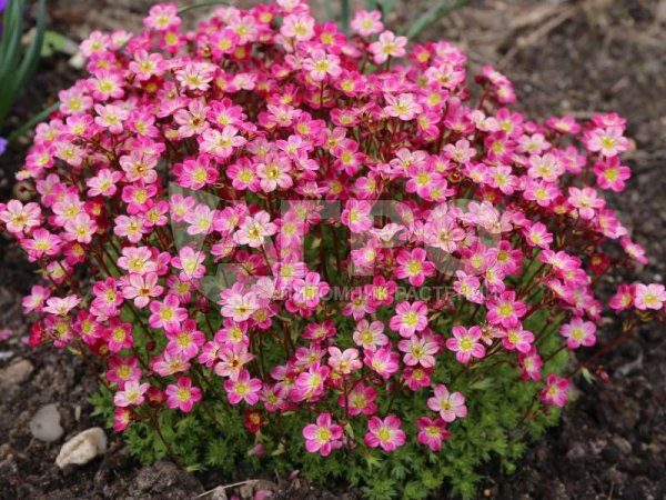 Камнеломка саксифрага