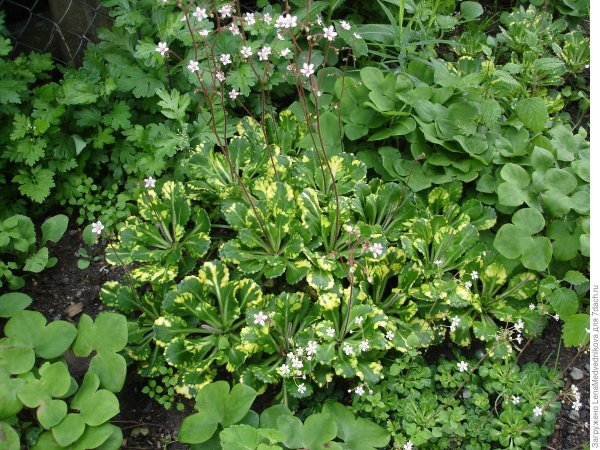 Камнеломка Тенистая Вариегата