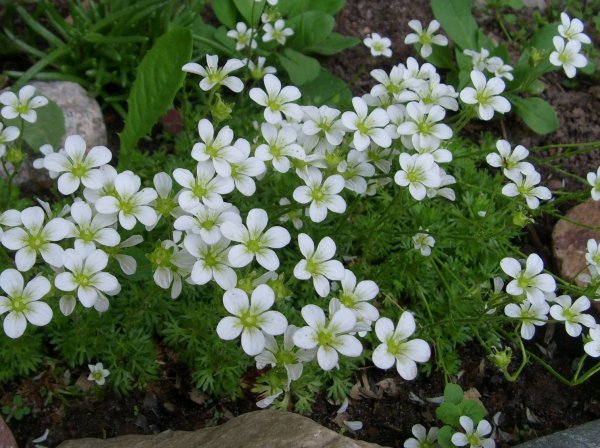 Камнеломка Арендса Шнеетеппих