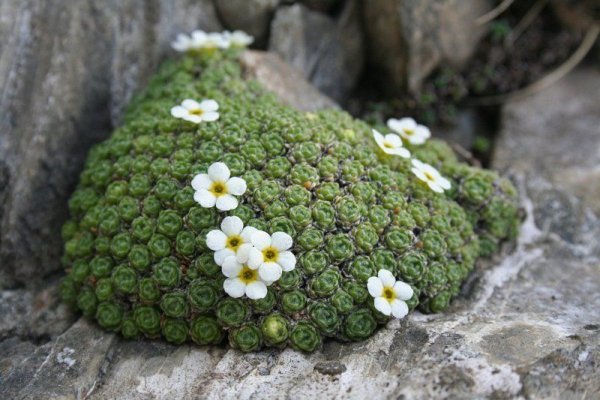 Камнеломка Снежная