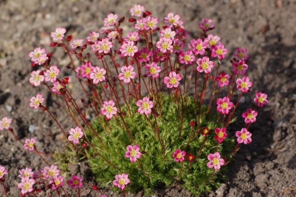 Камнеломка цветок