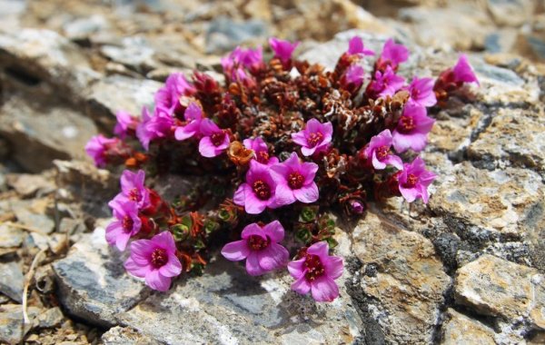 Камнеломка можжевельниколистная