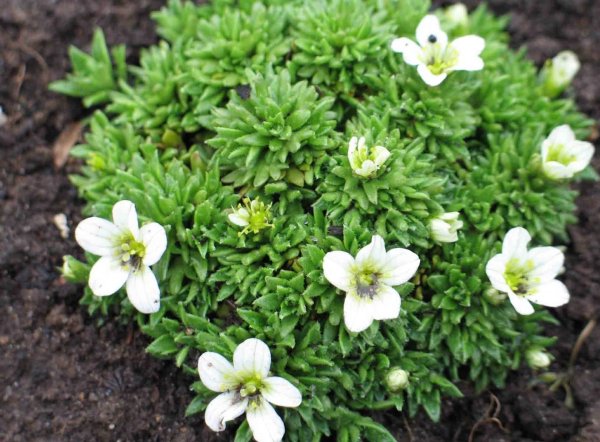 Камнеломка цветы многолетники