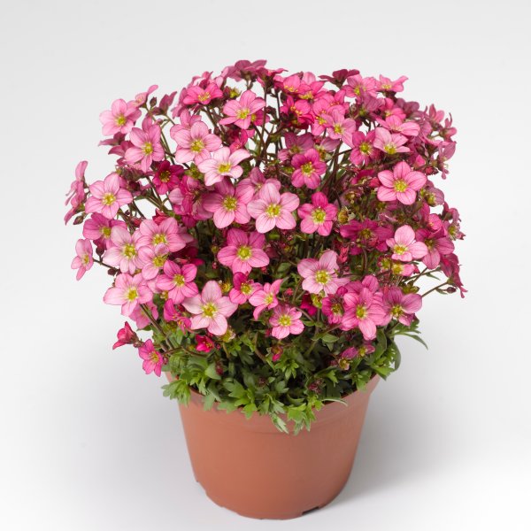 Камнеломка Schneeteppich