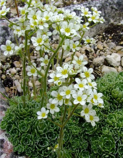 Камнеломка дернистая