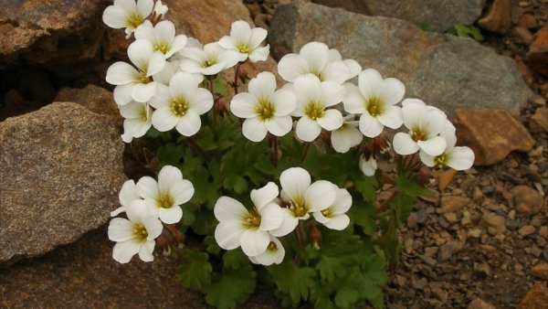 Камнеломка Blutenteppich