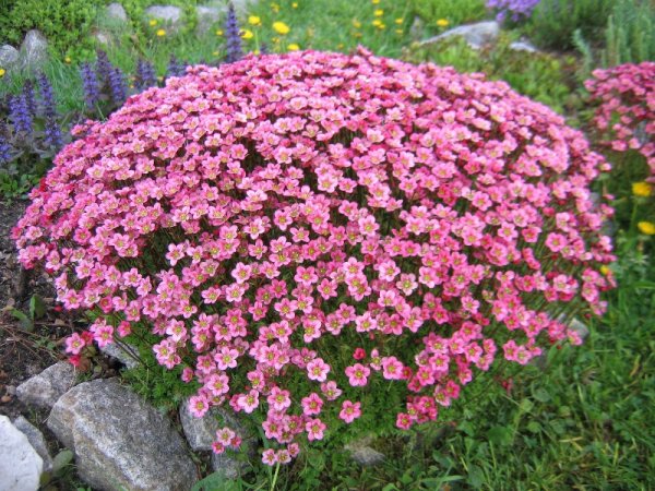 Камнеломка метельчатая