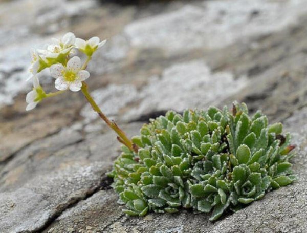 Камнеломка плетеносная цветок