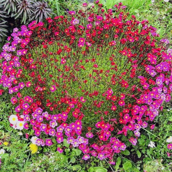 Камнеломка супротивнолистная