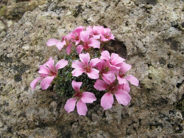 Камнеломка теневая Вариегата