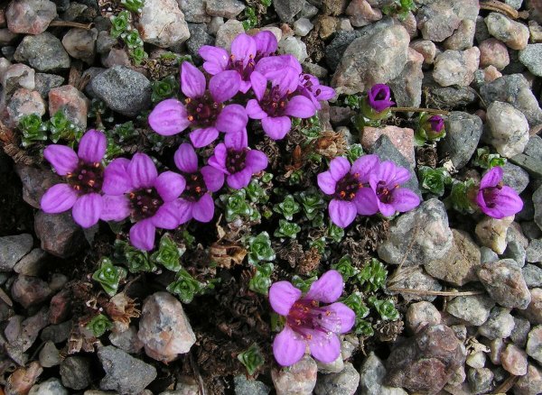 Камнеломка саксифрага