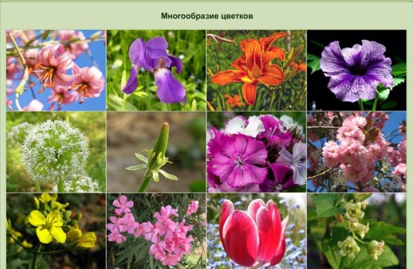 Разнообразие цветковых