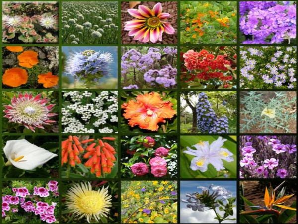 Разнообразный мир растений