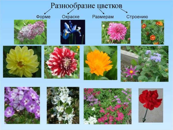 Разнообразие цветов растений