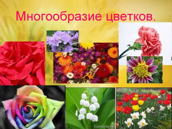 Цветы для презентации