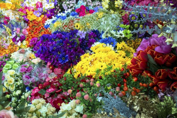 Разнообразие цветов