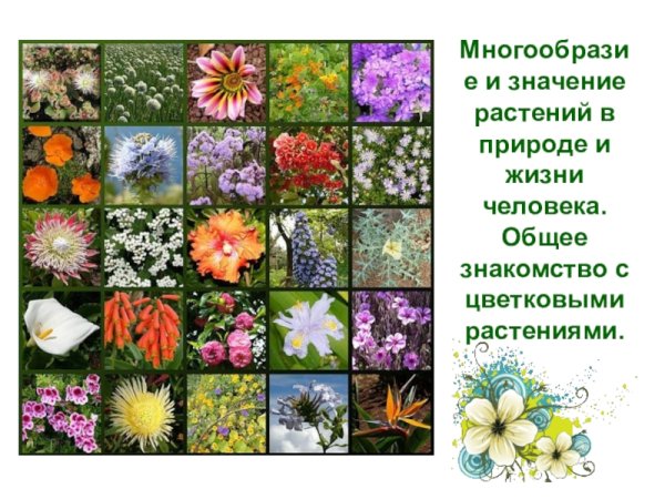 Многообразие цветов