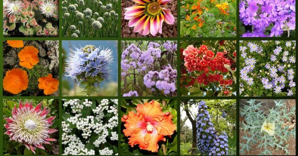 Многообразие цветковых