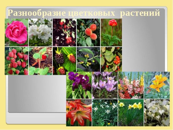 Многообразие цветковых растений