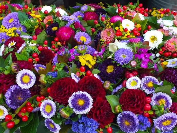 Разнообразие цвета