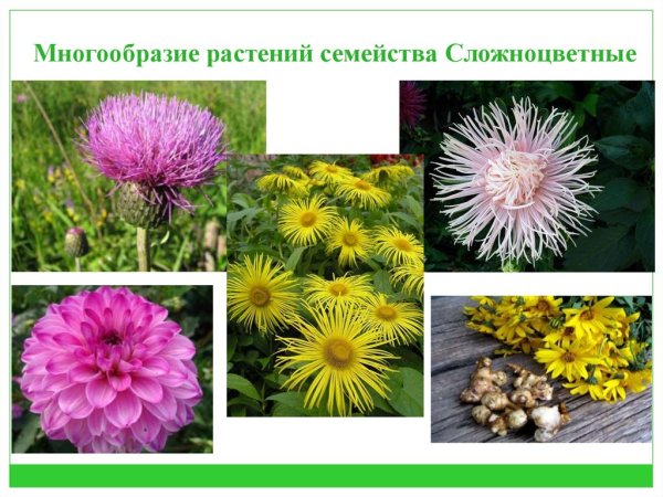 Астровые двудольные растения