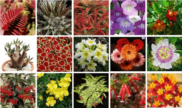 Мавританский газон немофила