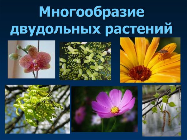 Разные растения