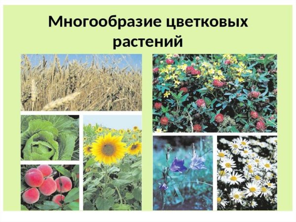 Разнообразие растений